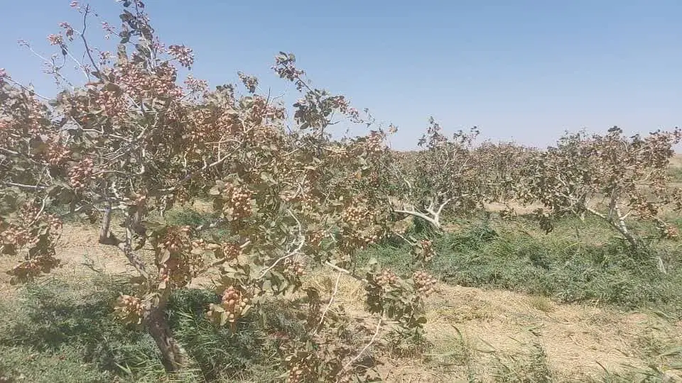فروش باغ پسته ۴۵ هکتاری در تربت جام-۱۵۰ هکتار زمین