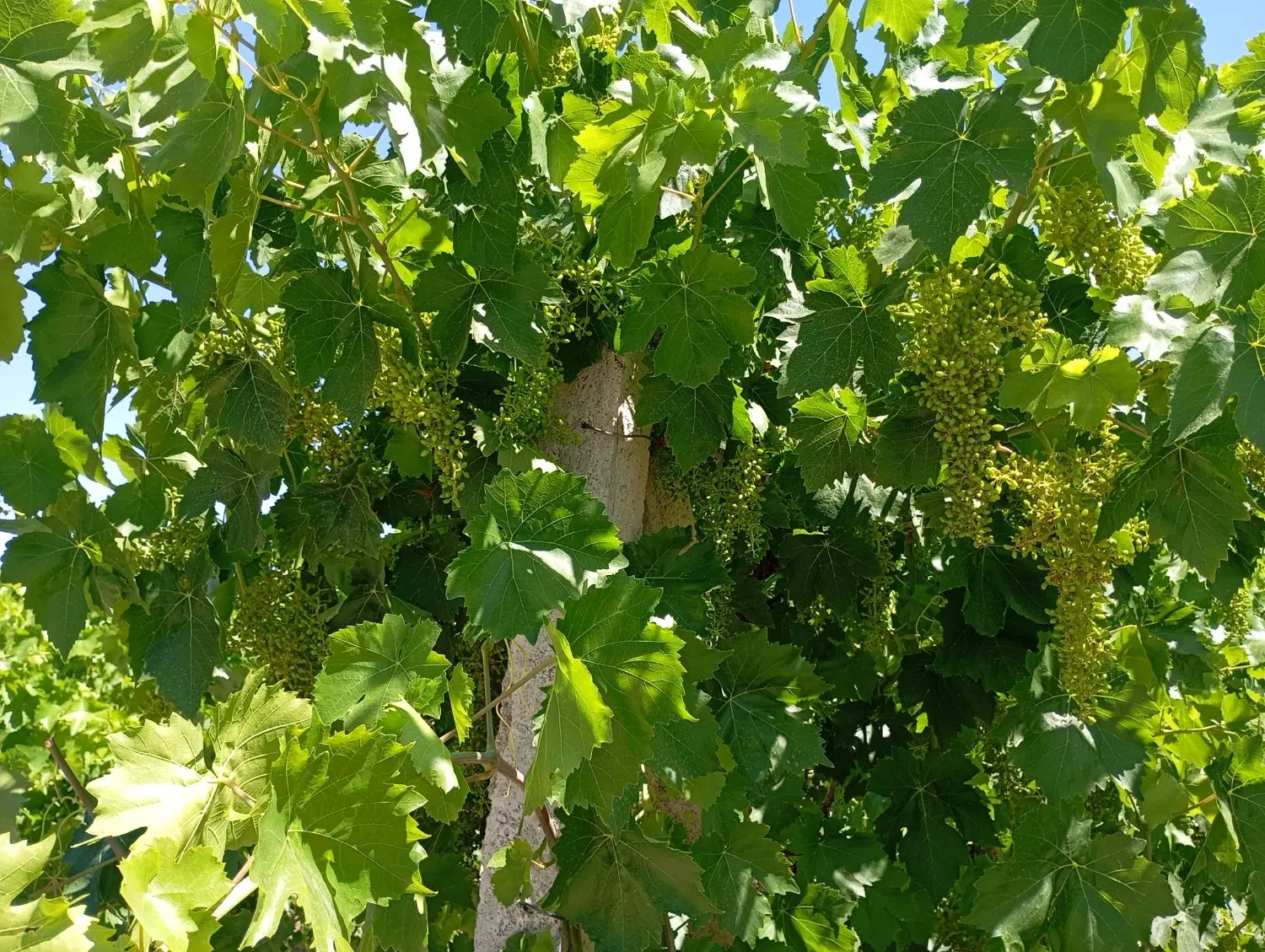 باغ ایستاده جاده سنتو میثاق
