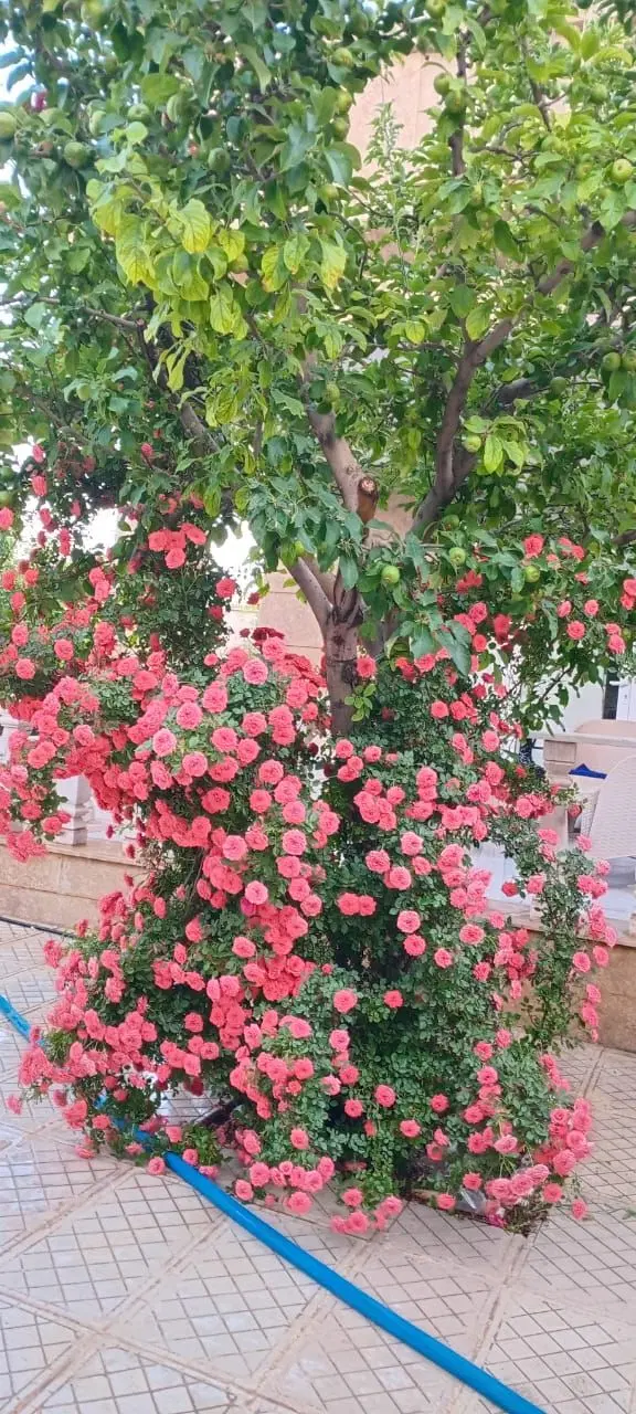 باغ ویلا سنددار ۵۰۰ متری، استخر چهارفصل در دماوند