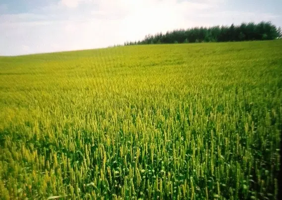 فروش زمین زراعی در سنجان