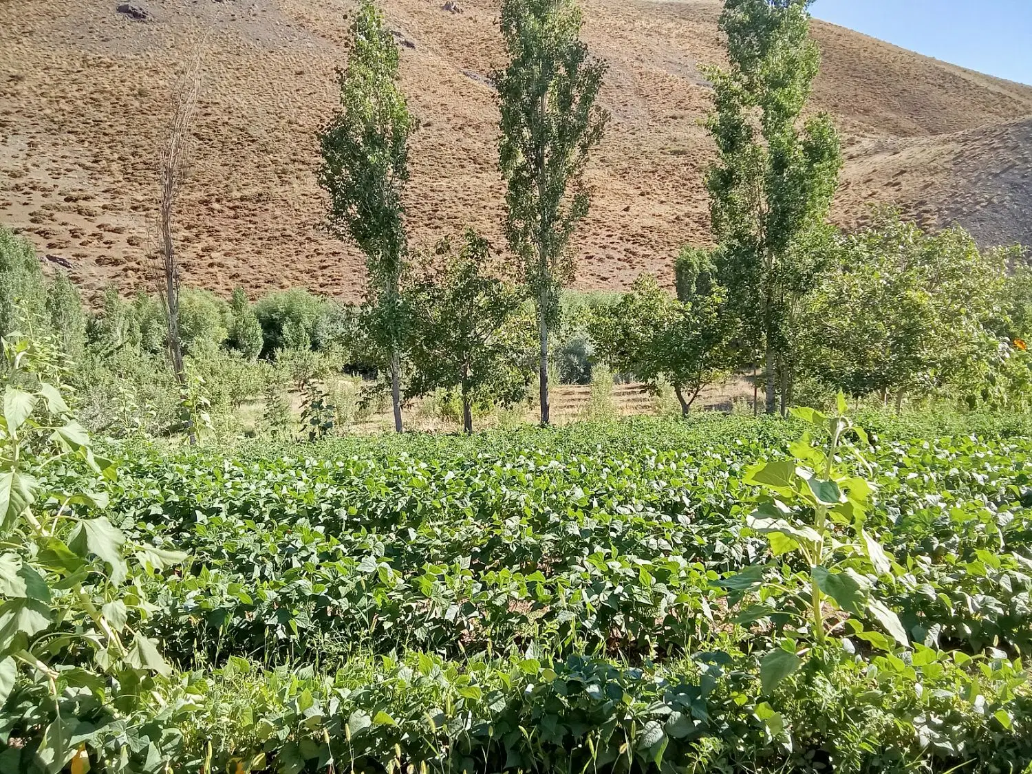زمین کشاورزی