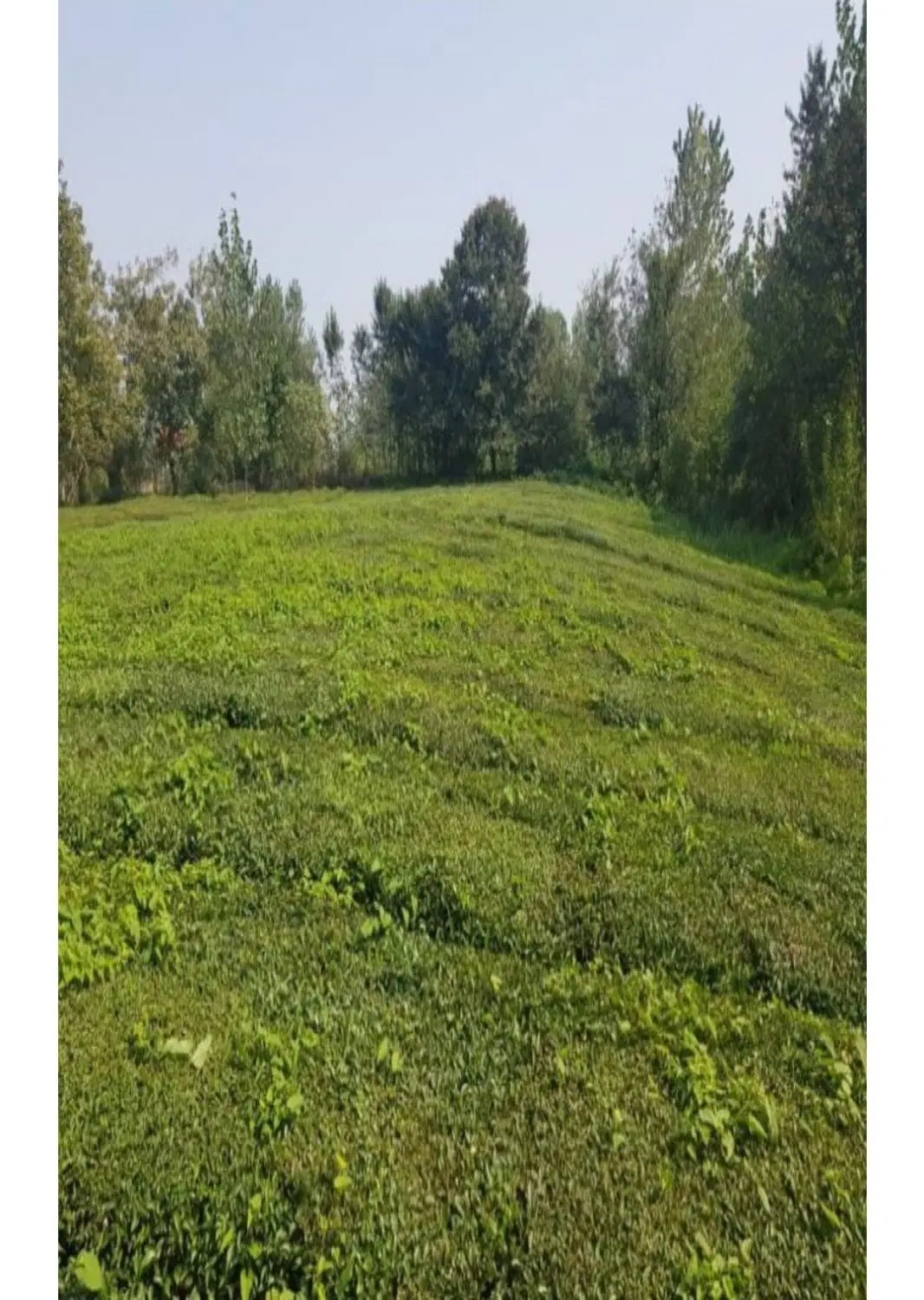 ۳۰۰ متر زمین مسکونی سنددار خشکنودهان درج محله