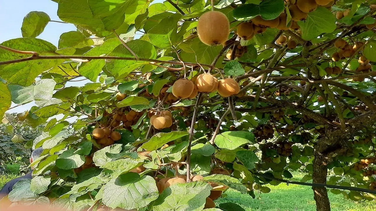 زمین