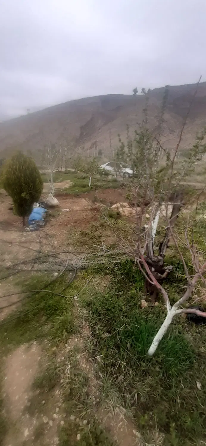 باغ شهری،رضآباد شول،داخل مجموعه