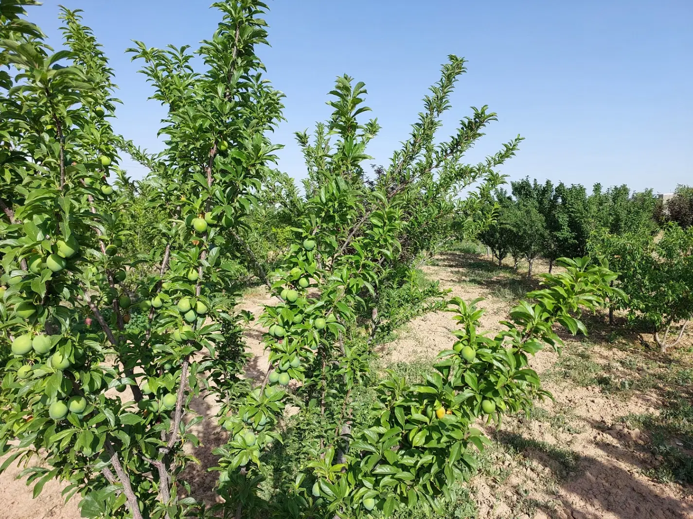 فروش باغچه مجوزدار