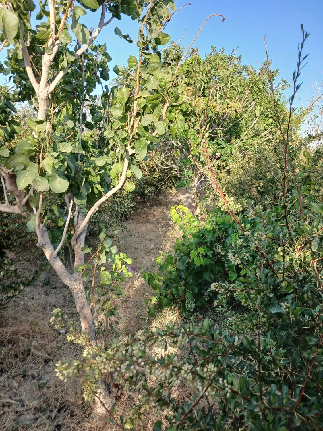 زمین کشاورزی با اب چاه