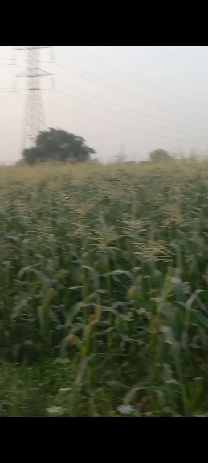 زمین کشاورزی