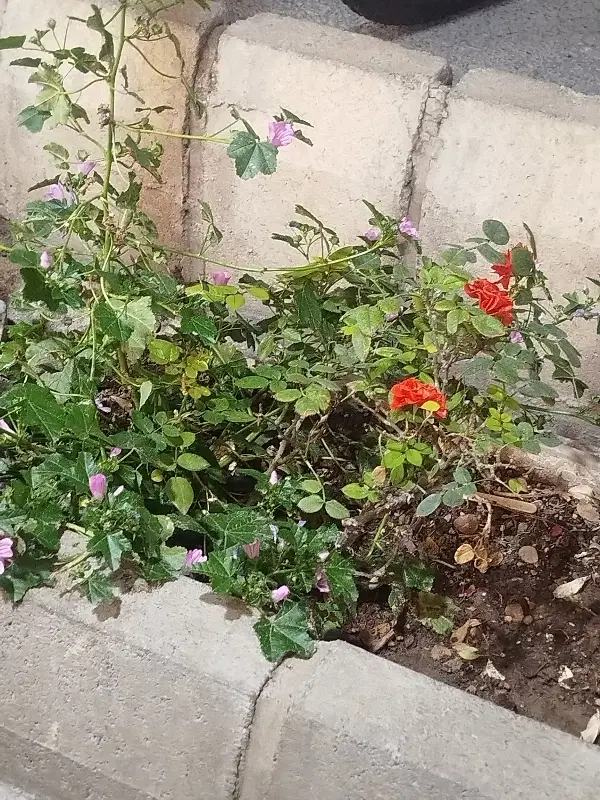 زمین واقع در سه راه اهر باسمنج