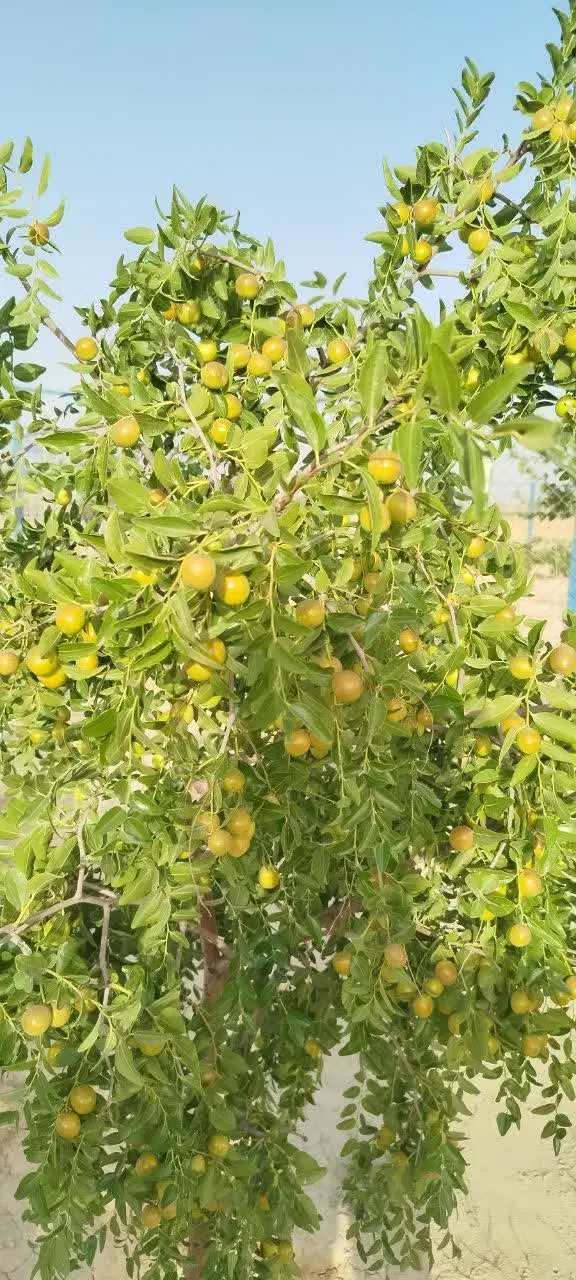 فروش زمین باغ ویلا