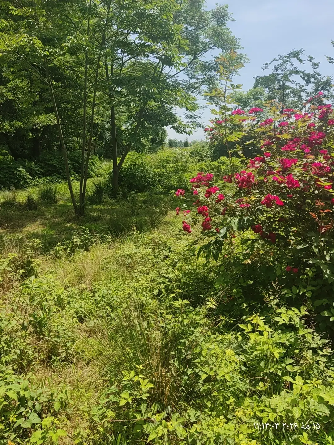 ۱۰۰۰مترکاملا مسکونی با نامه بنیاد