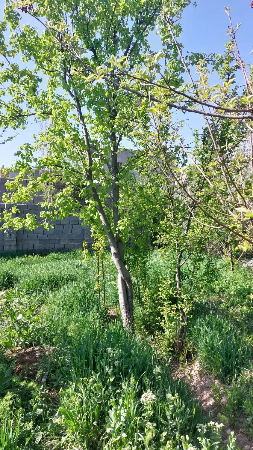 باغ در روستای سرسبز و گردشگری حمید