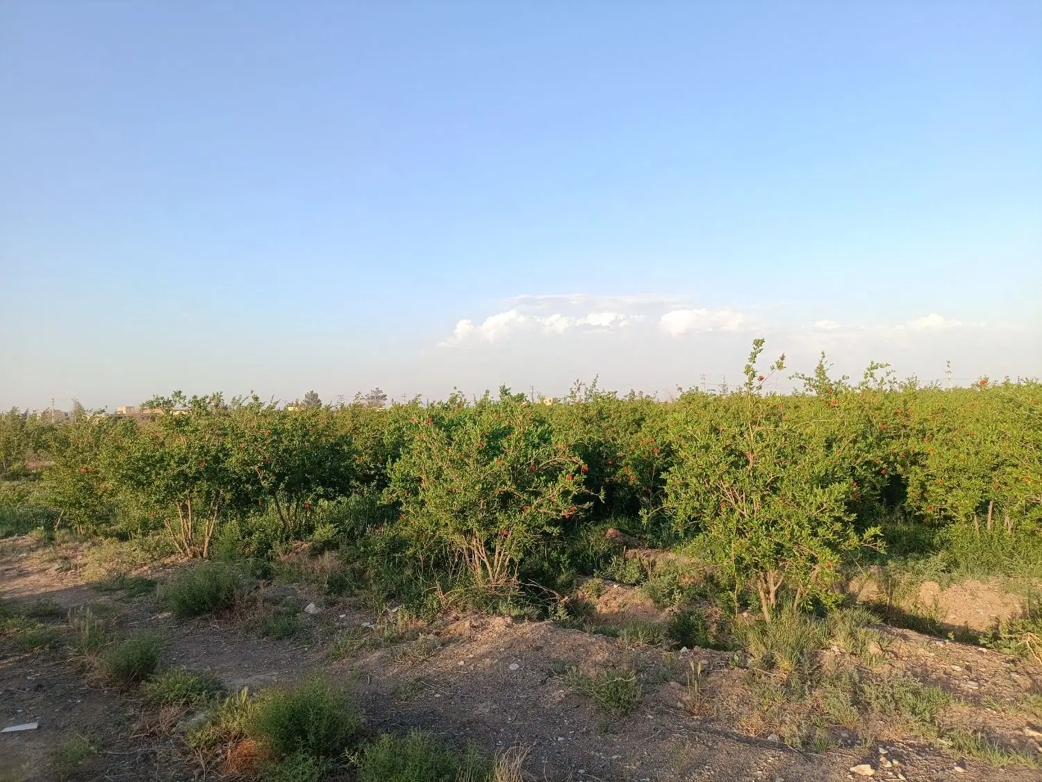 زمین کشاورزی