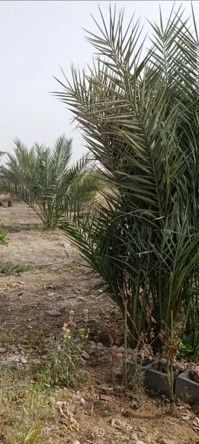 زمین باغ هزار متری