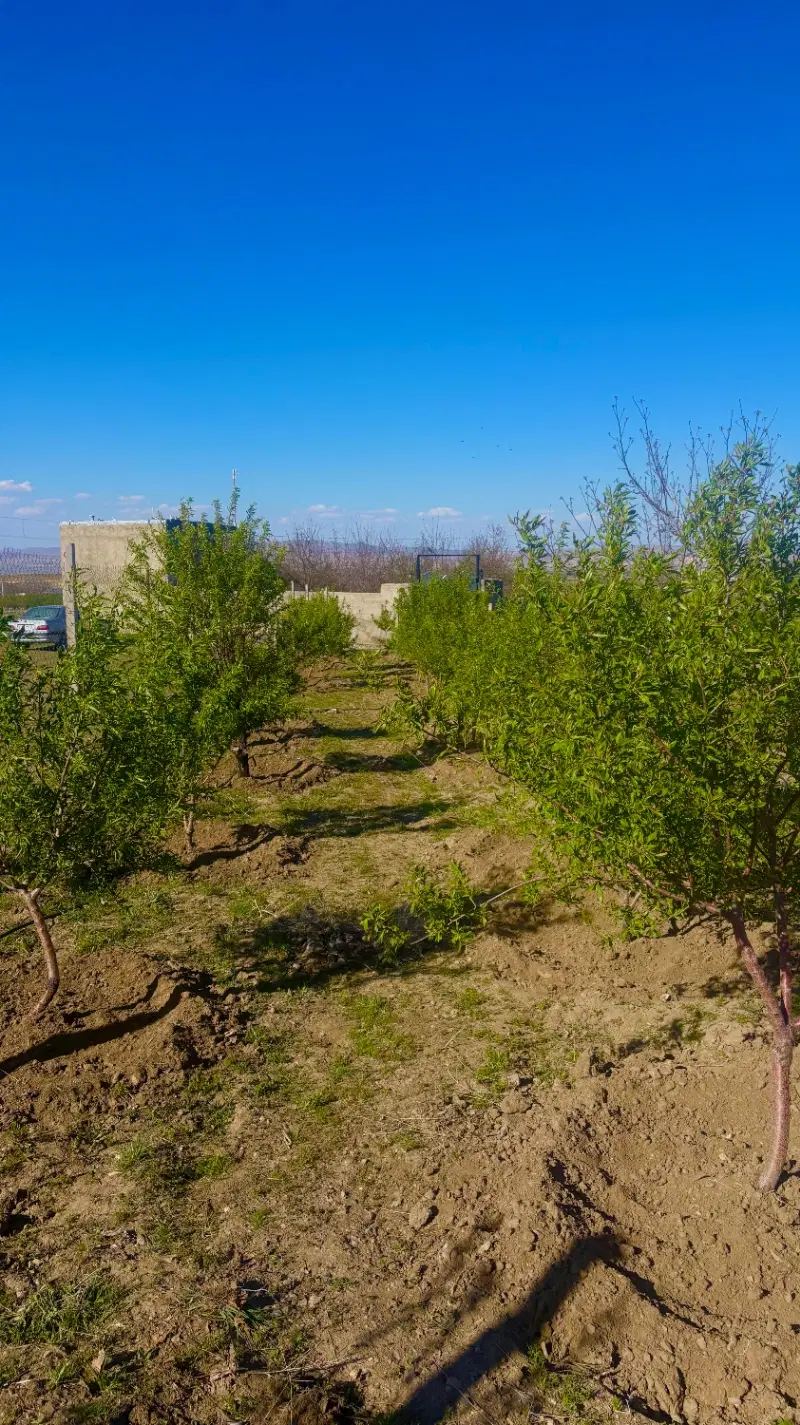 فروش باغ در چشین (کشین)