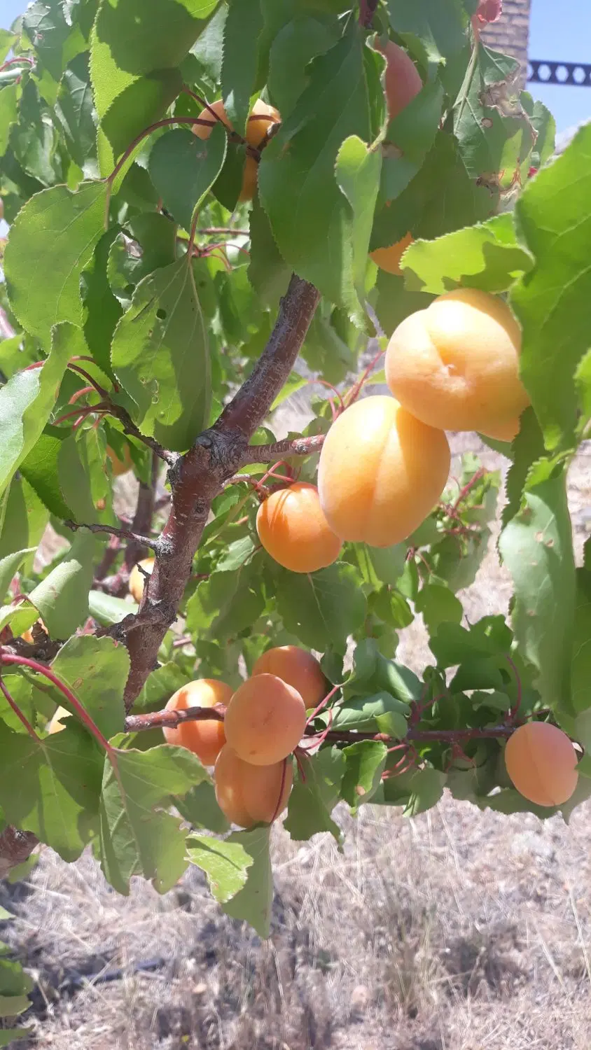 باغ منطقه آزاد ارس گوردیان