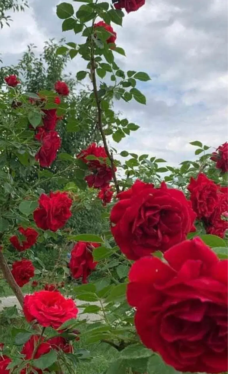 باغ فنس کشی کورانه رشتقون اباذر اشنستان
