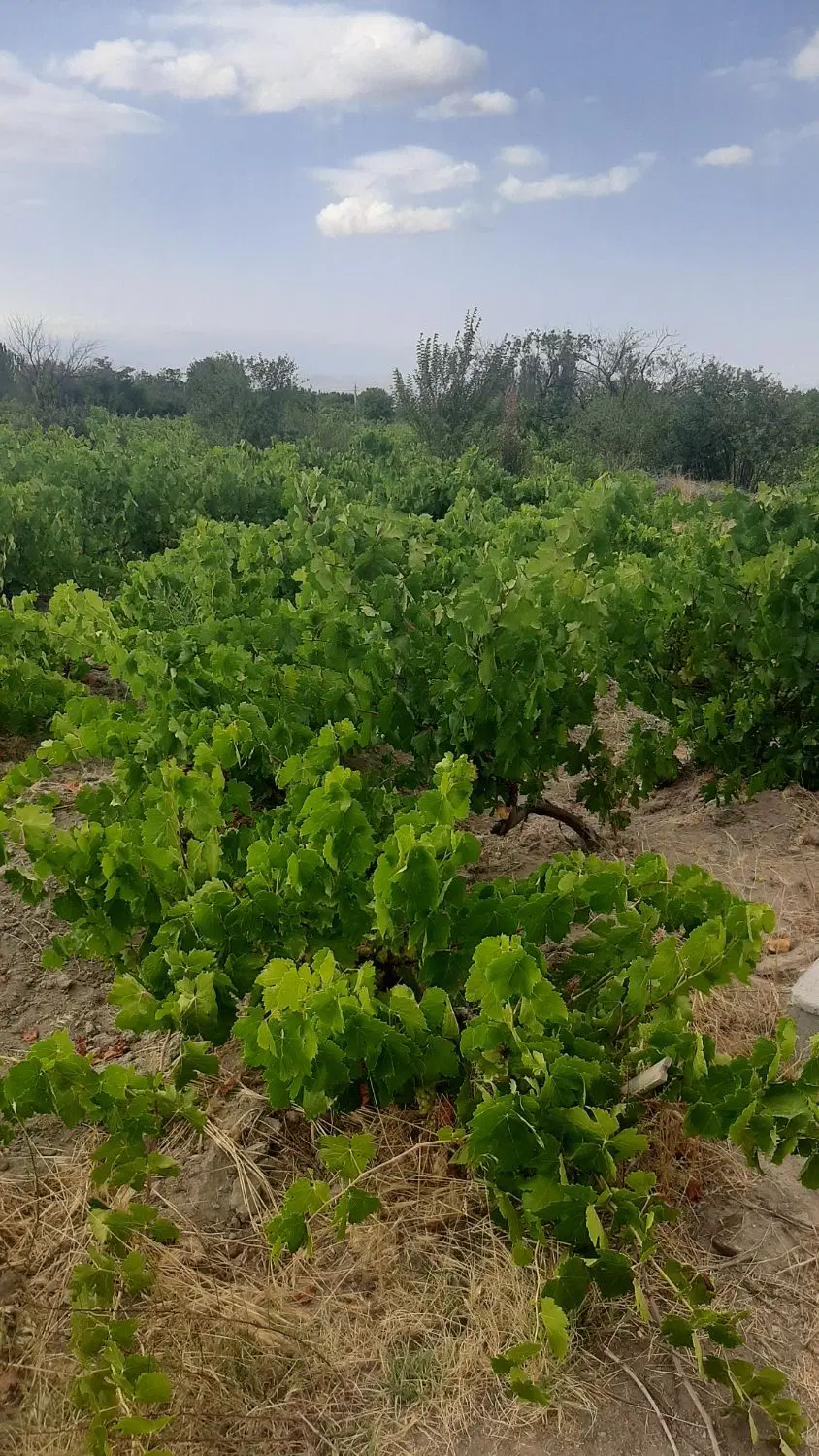 با سلام باغ ۳۰۰۰  متریدر مشکین شهر