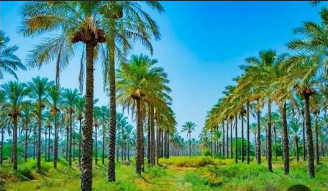 فروش باغچه باغ مناسب باغشهری