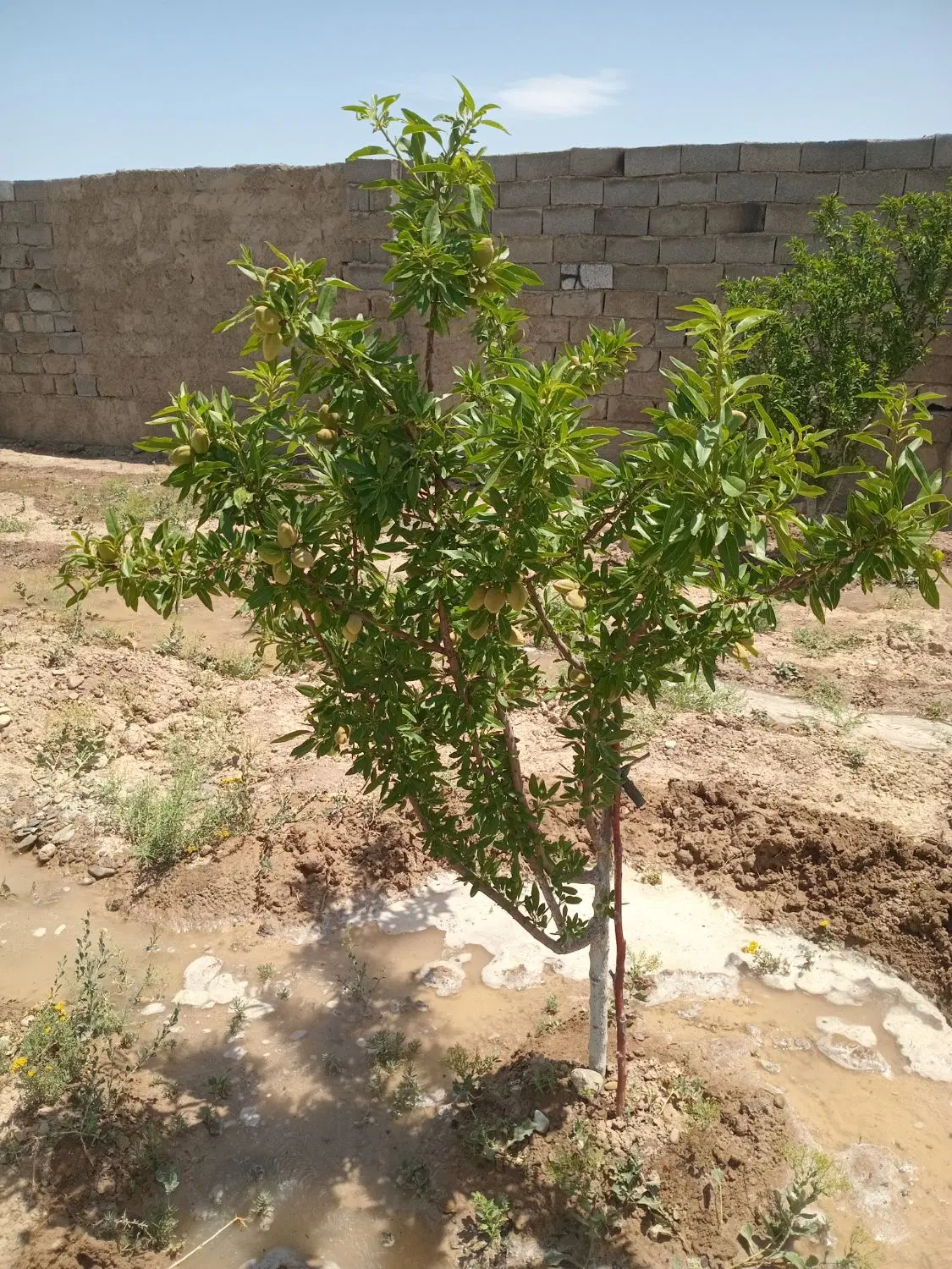 فروش فوری باغچه