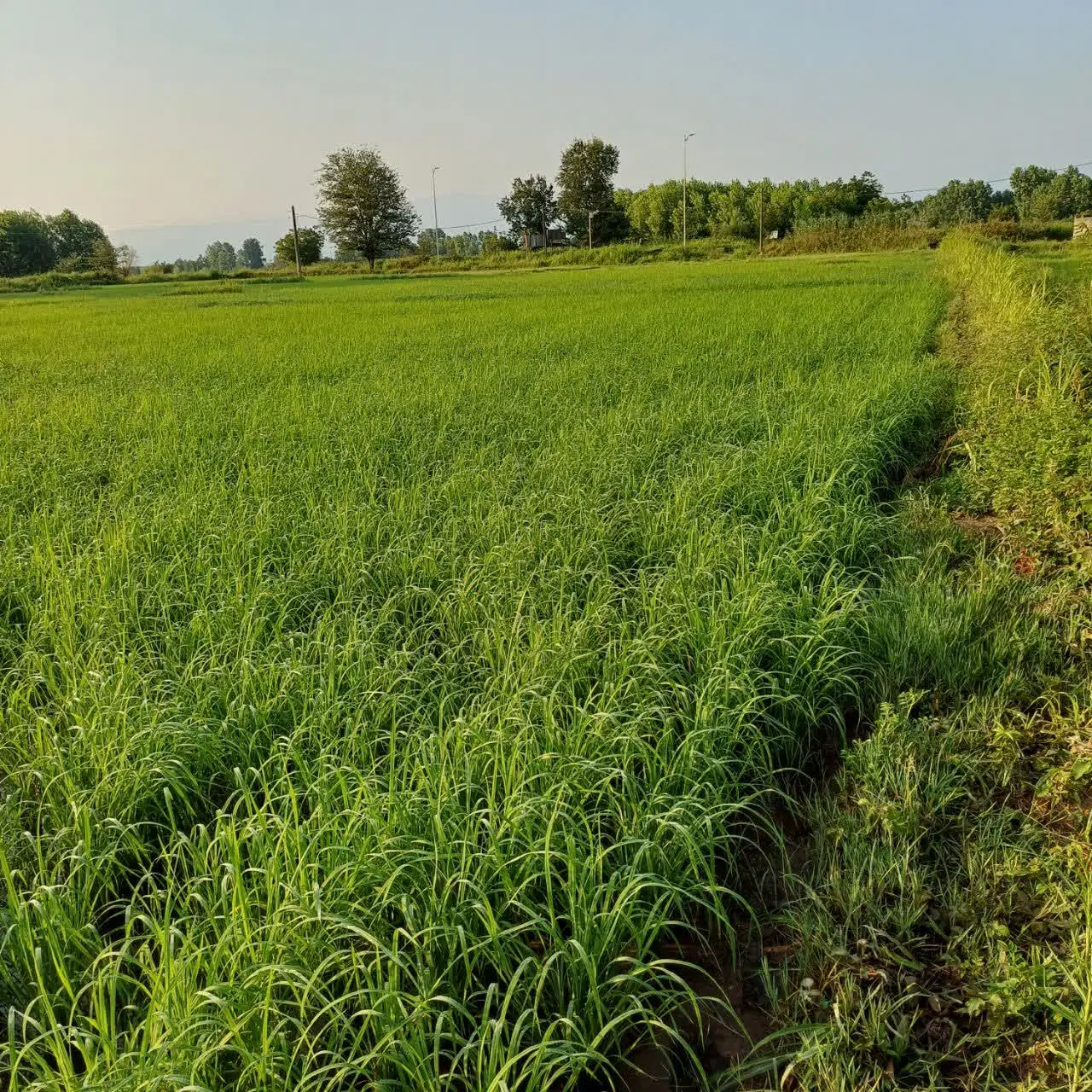 شالیزار مکانیزه با محصول بر خیابان اصلی