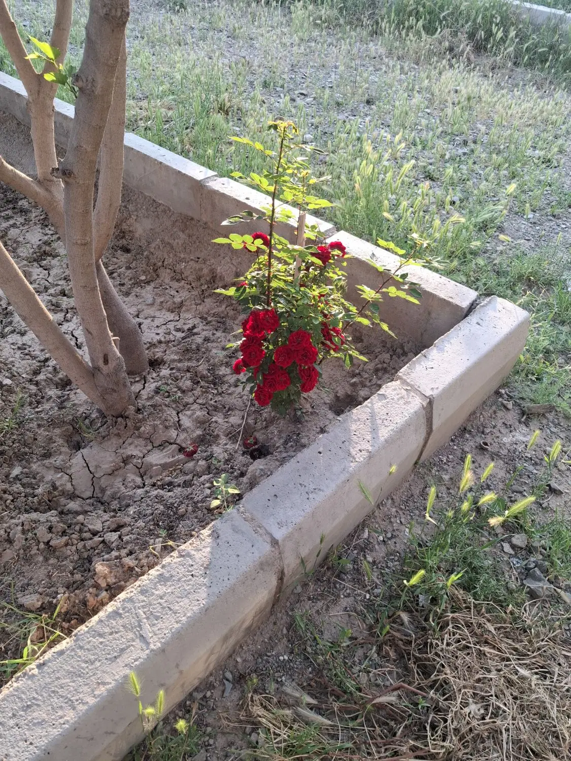 زمین مزروعی800 متر
