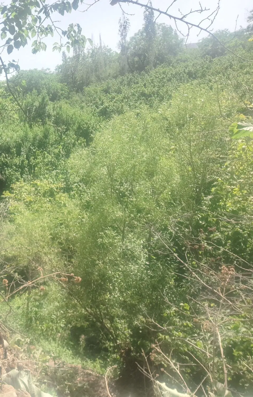 زمین وشنوه