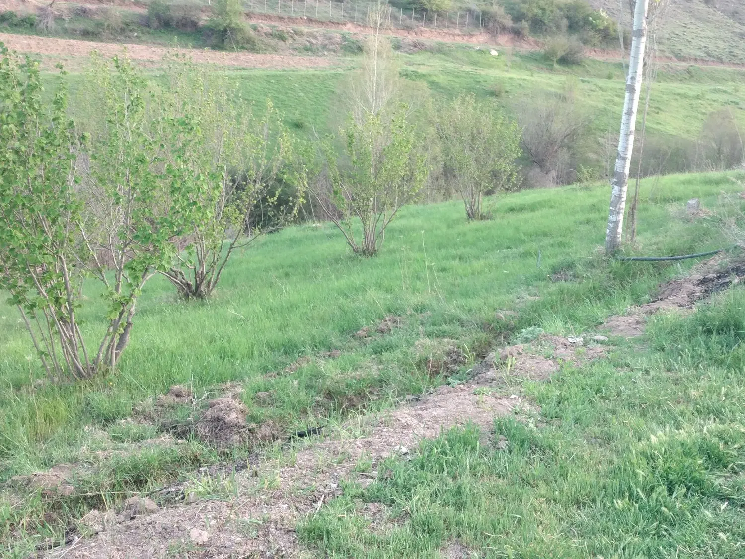 زمین باغی
