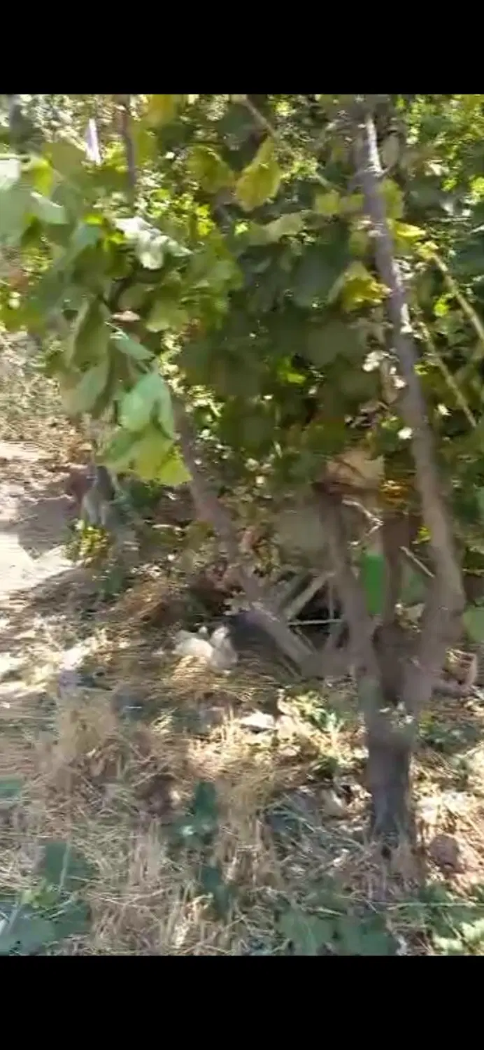 باغچه ۳۰۰ متری