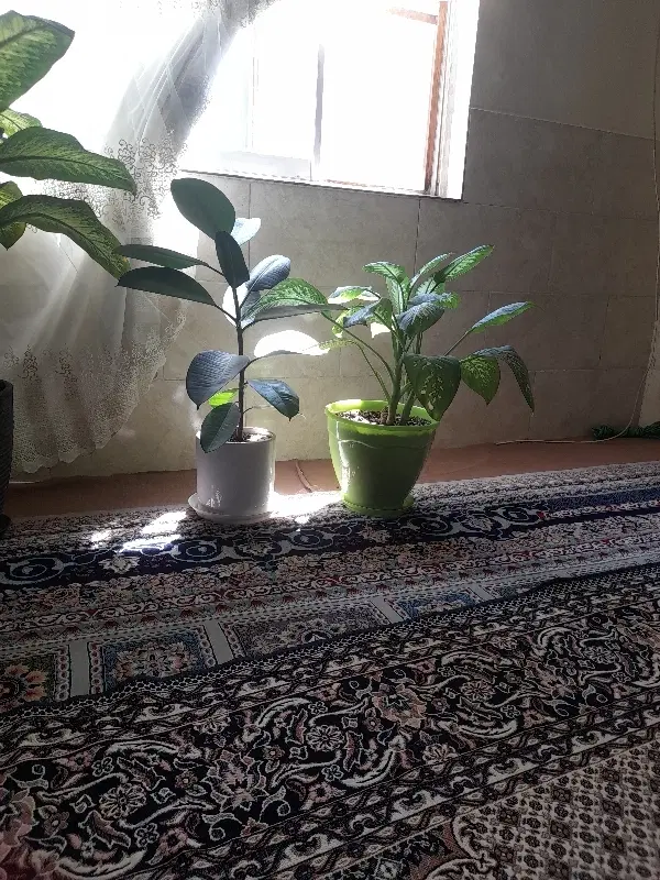 اجاره منزل