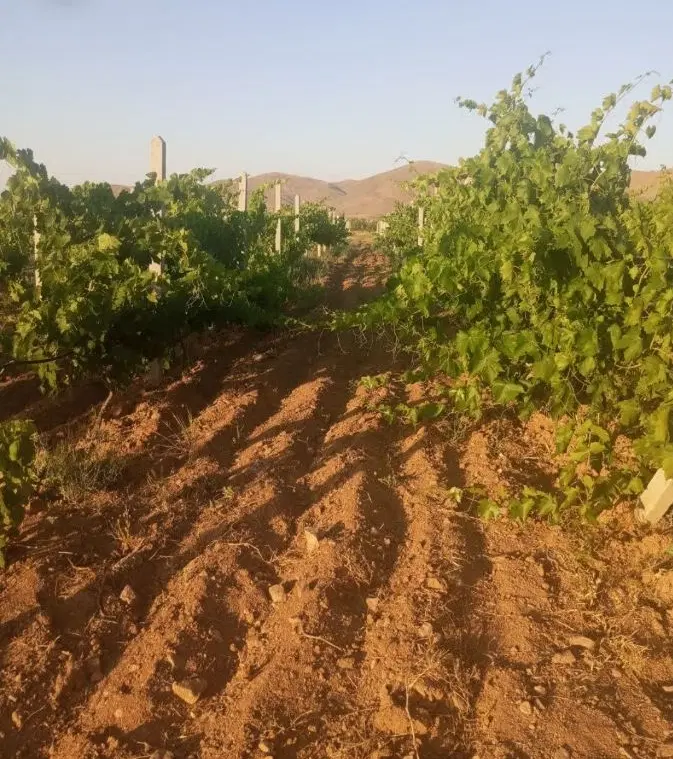 باغ انگور قرمز