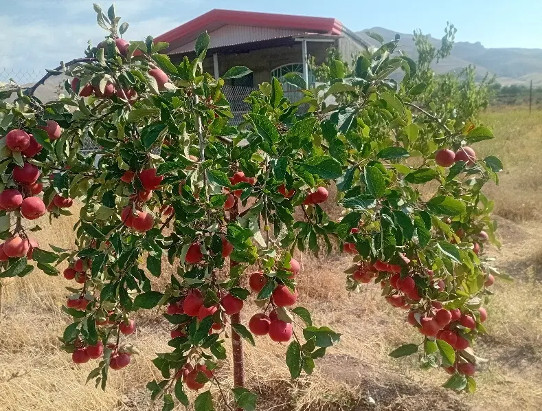 زمین دراسپیران
