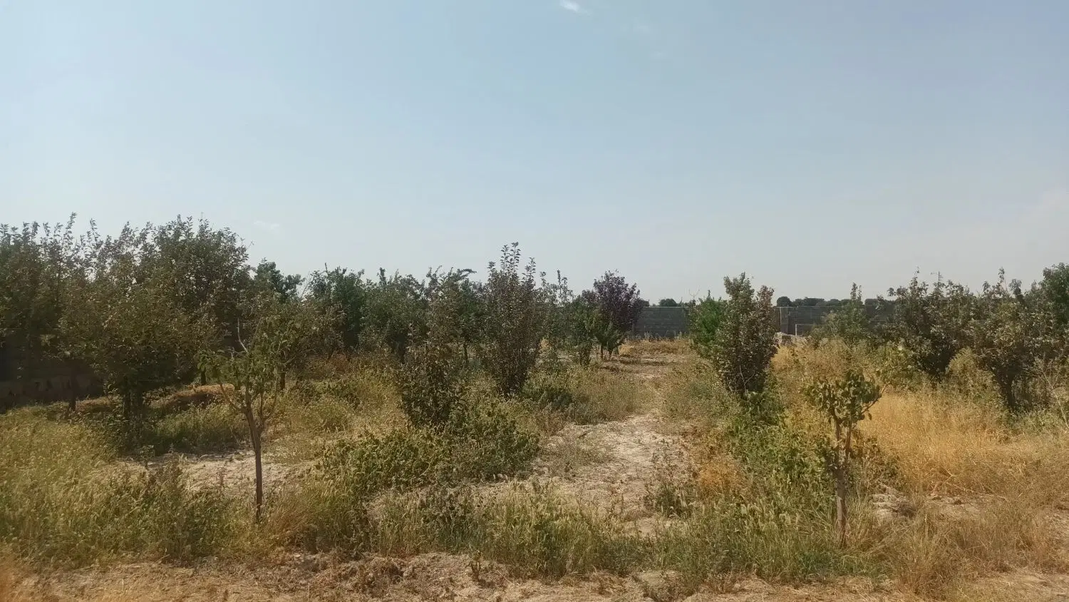 باغ