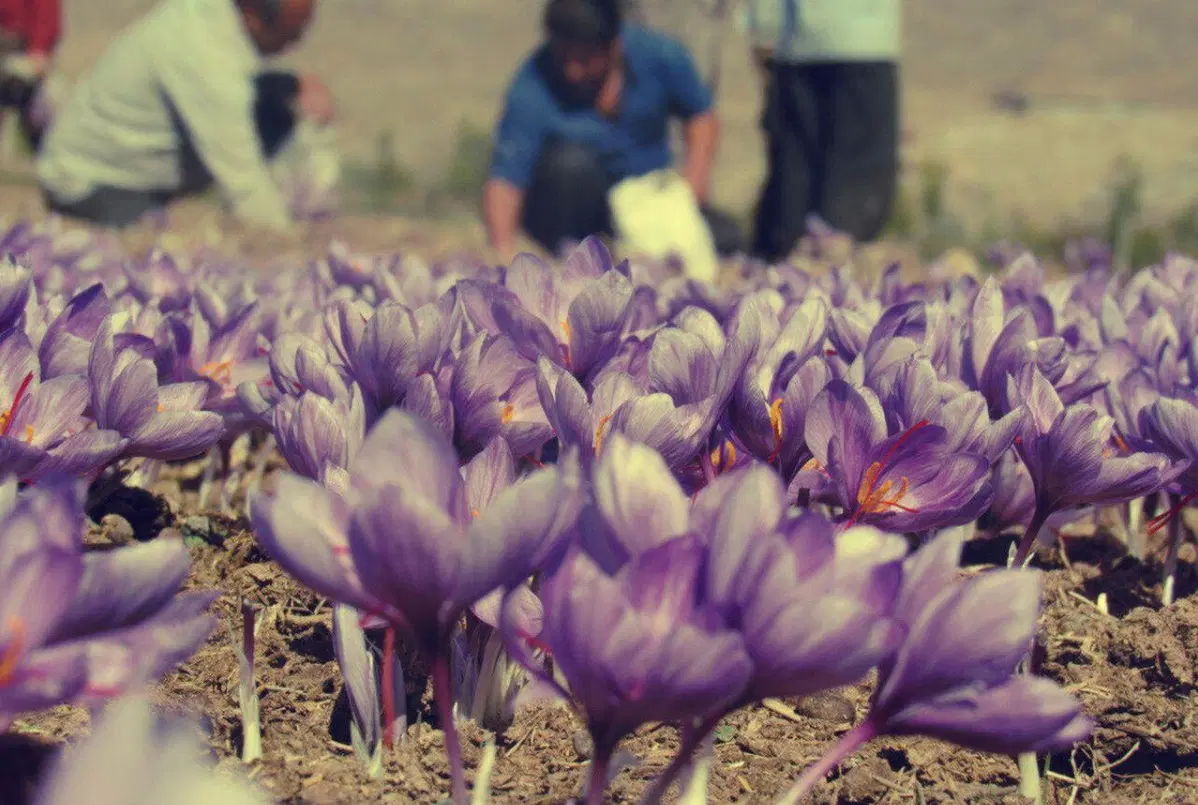زمین زعفران