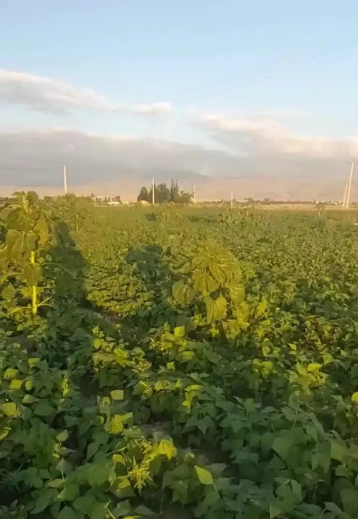 زمین کشاورزی