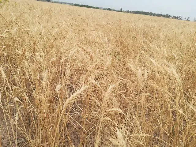 زمین کشاورزی با چاه عمیق مجوزدار