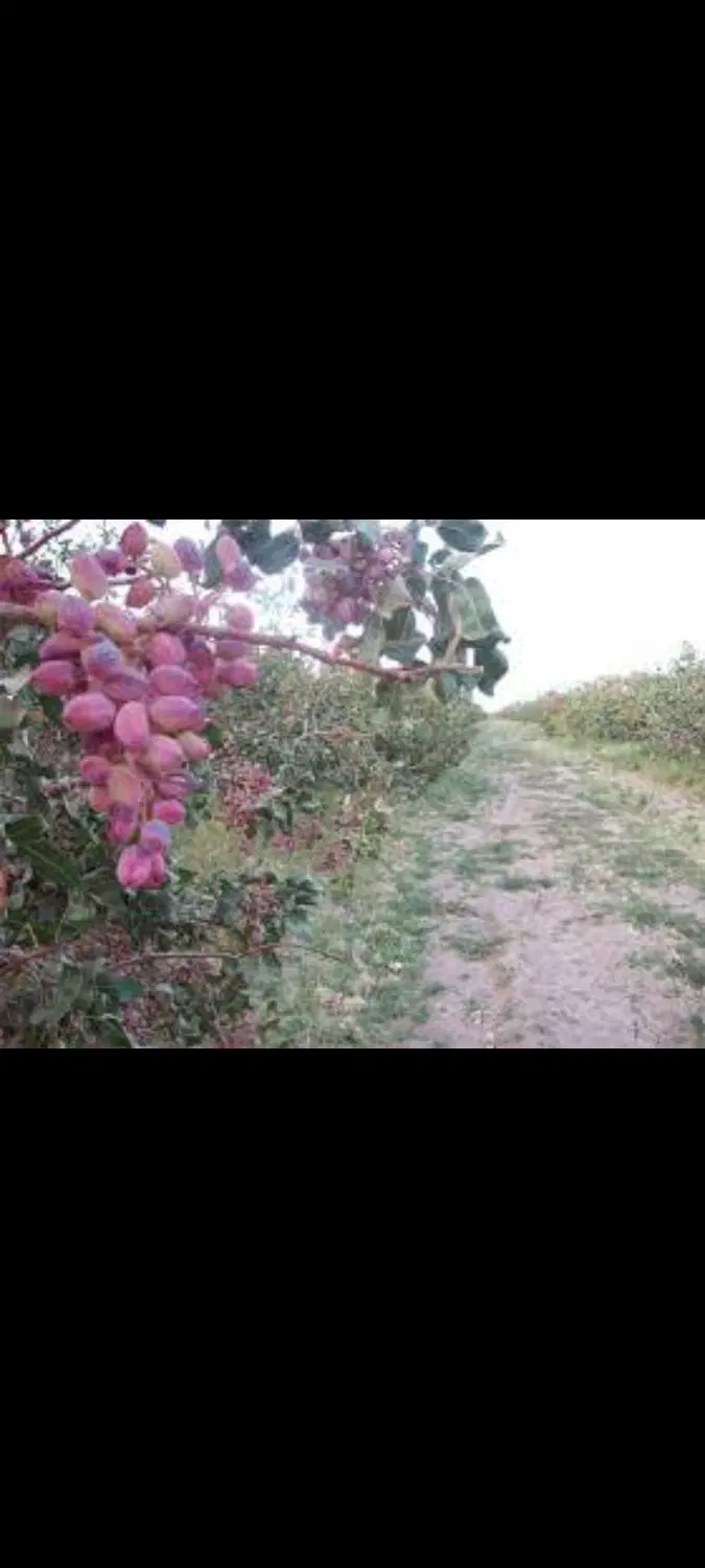 زمین پسته ای
