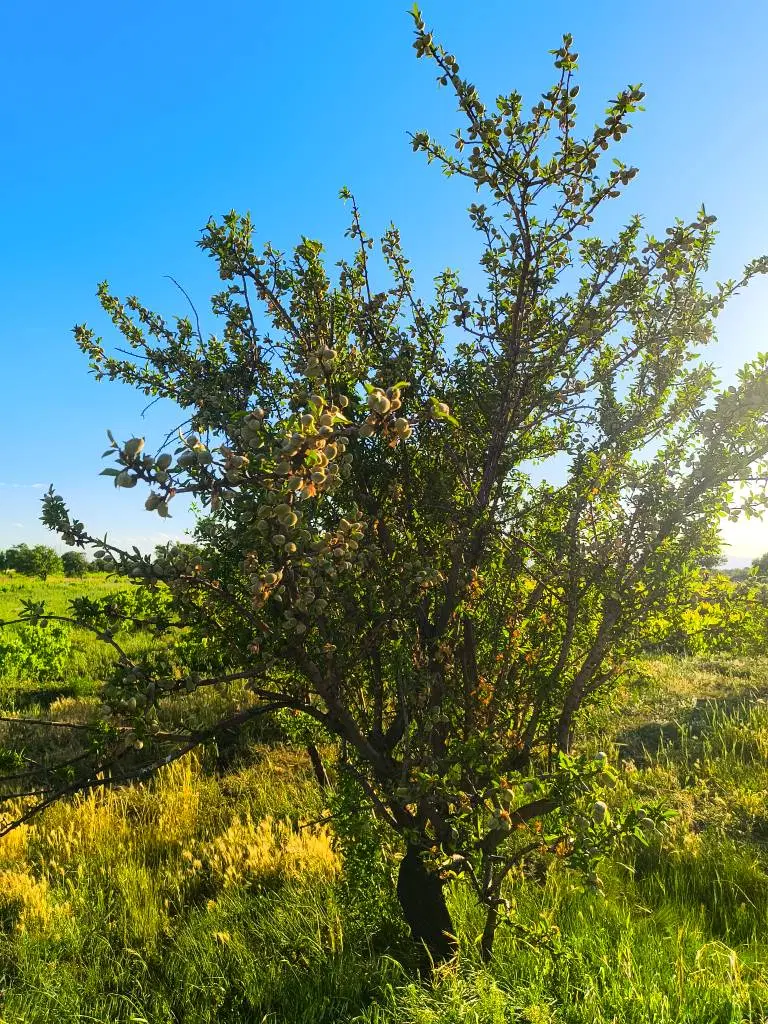 باغ سرحال