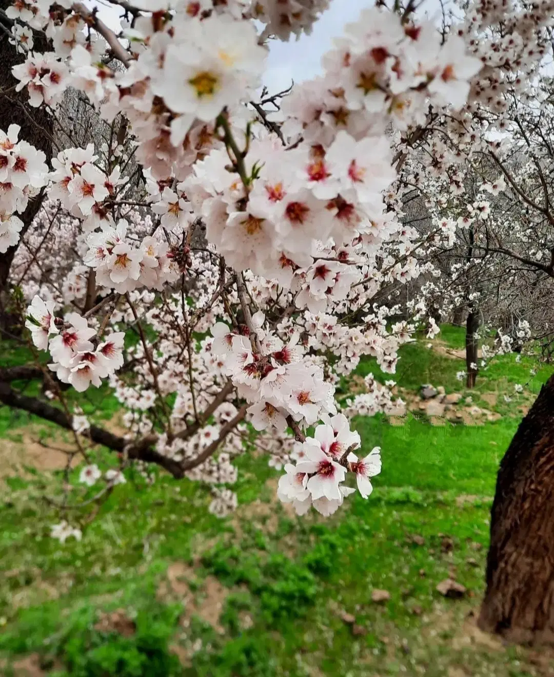 خانه باغ سرنجیانه