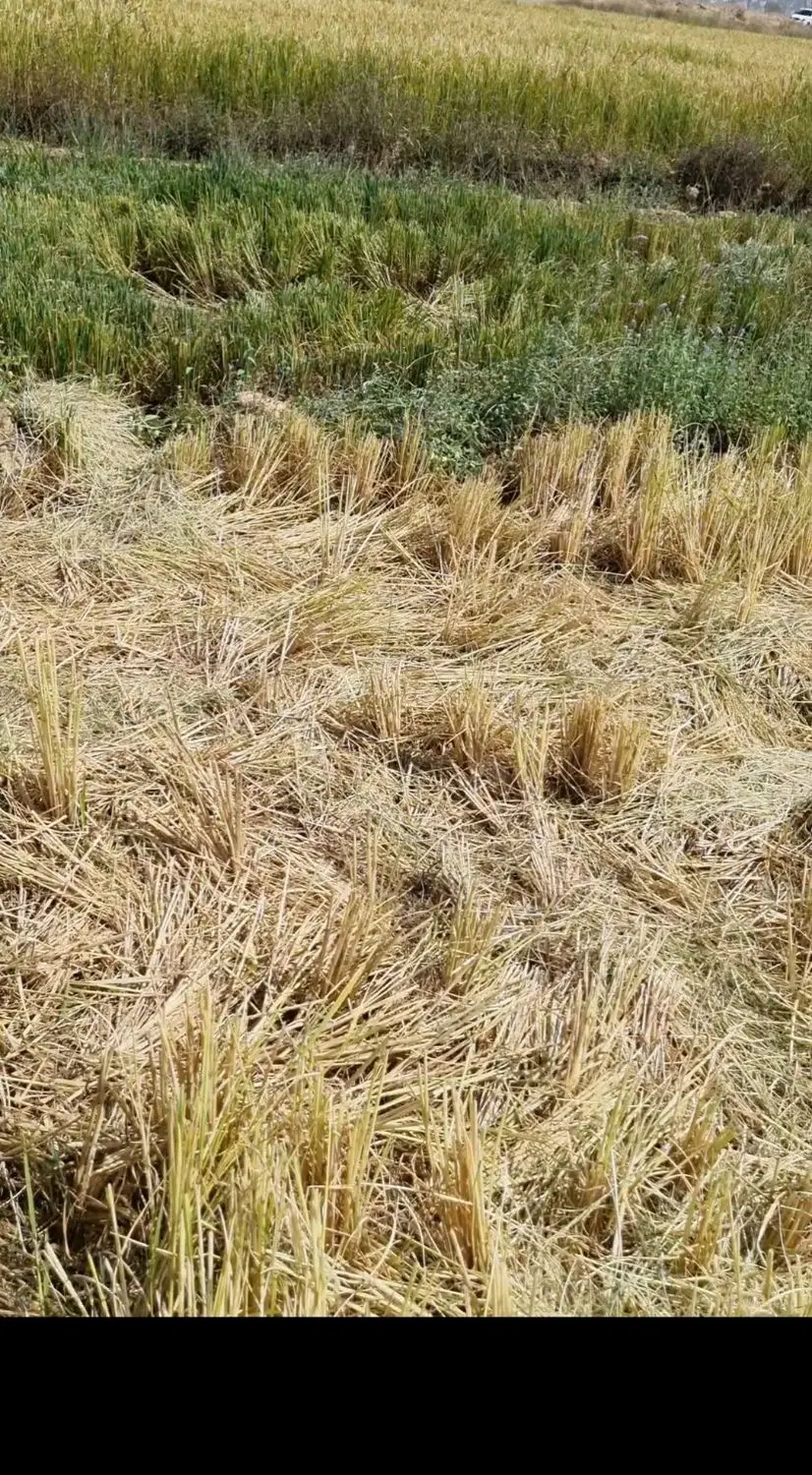 زمین مسکونی مهریان فرودگاه 1