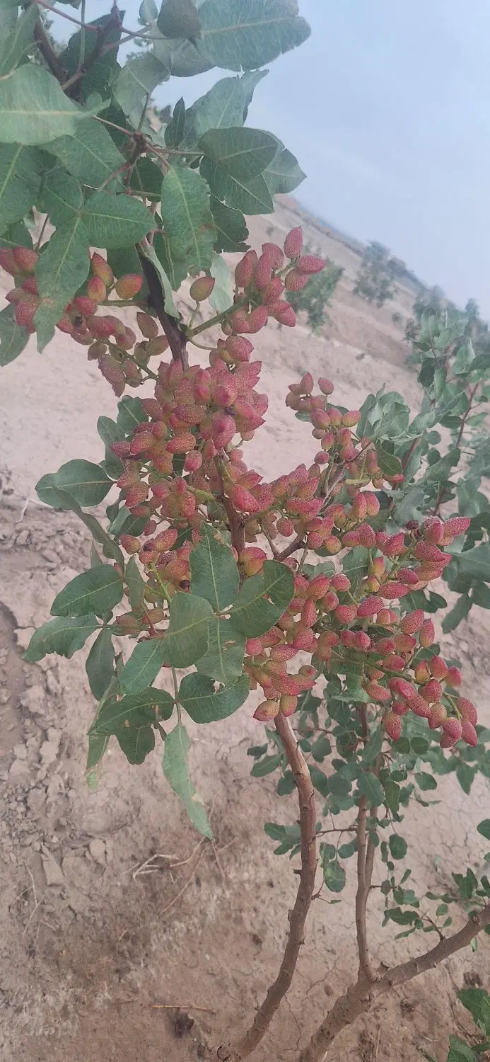زمین به متراژ ۱ هکتار