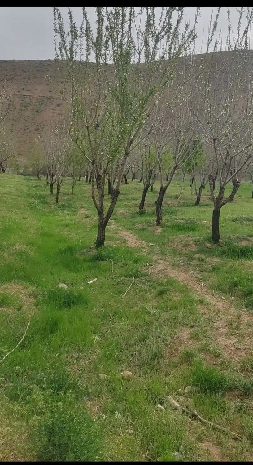 زمین روستای ونک(چادگان)