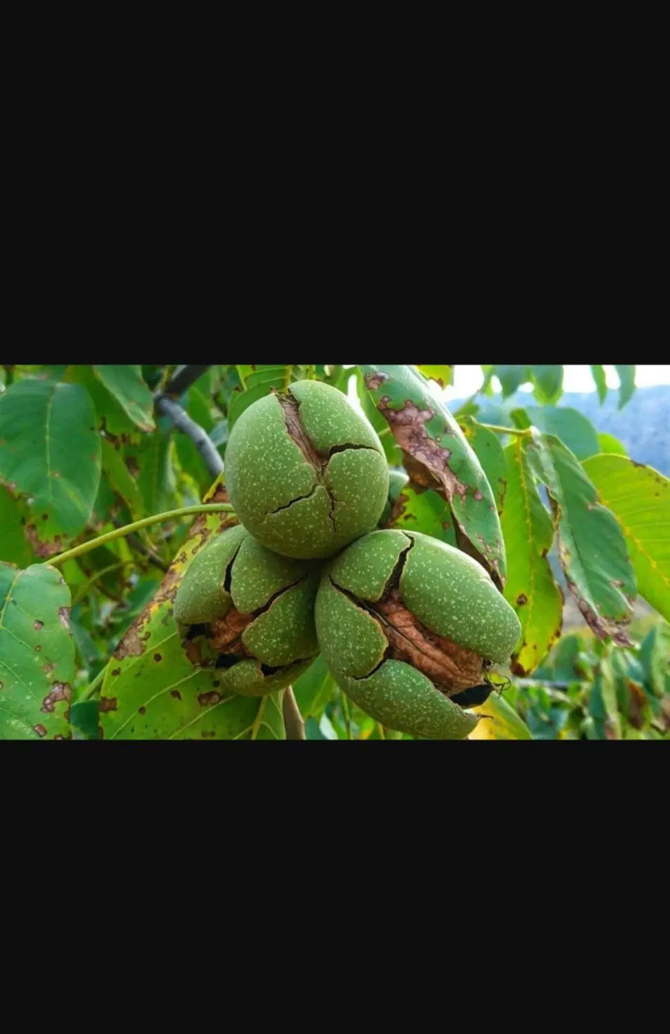 باغ حصار قره باغی