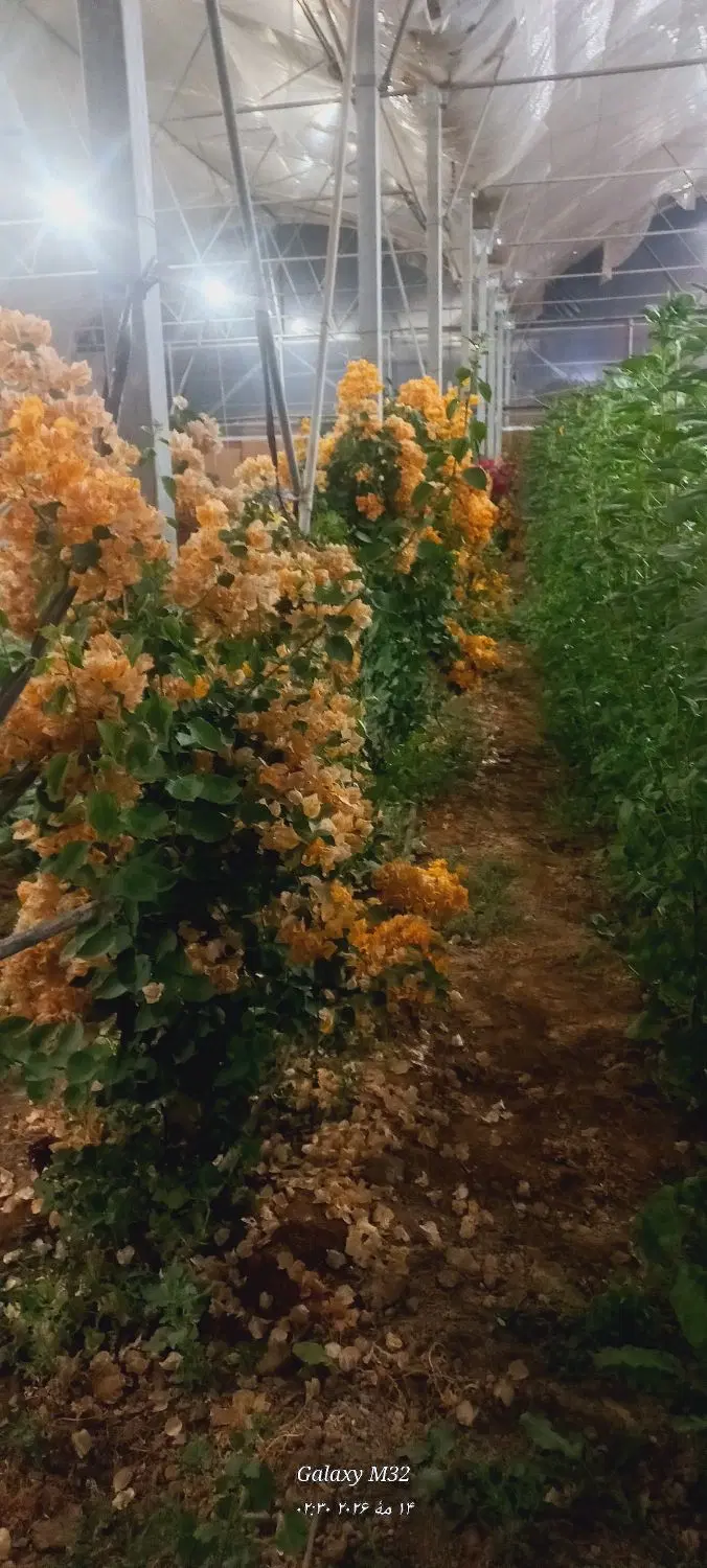 یک باب خانه ویلای درمساحت 630 متر مربع.