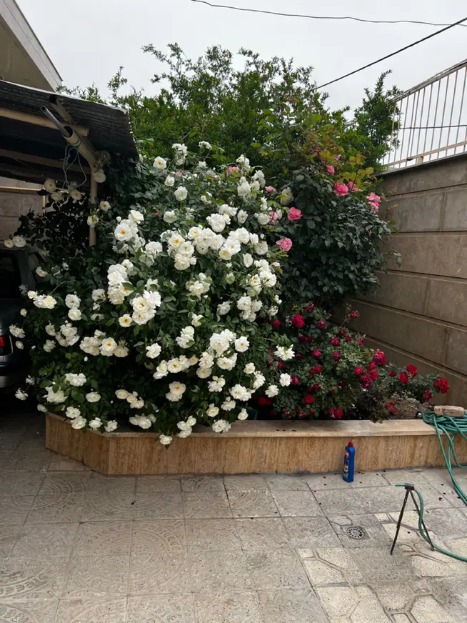 فروش ۷۰۰۰ متر باغ در شهر صحنه ،بر اتوبان