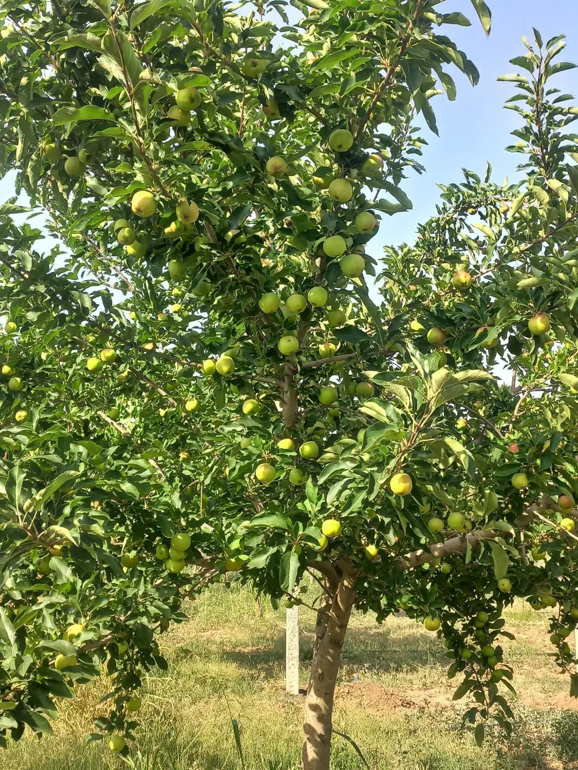 باغ فروشی رشتقون