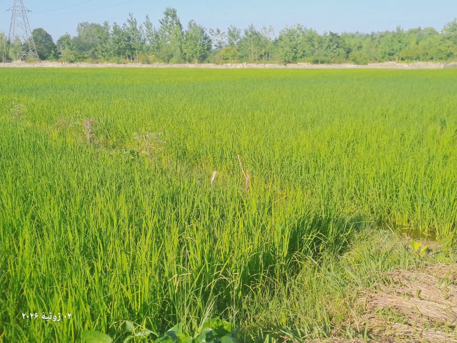 فروش زمین شهری منطقه 3 رشت