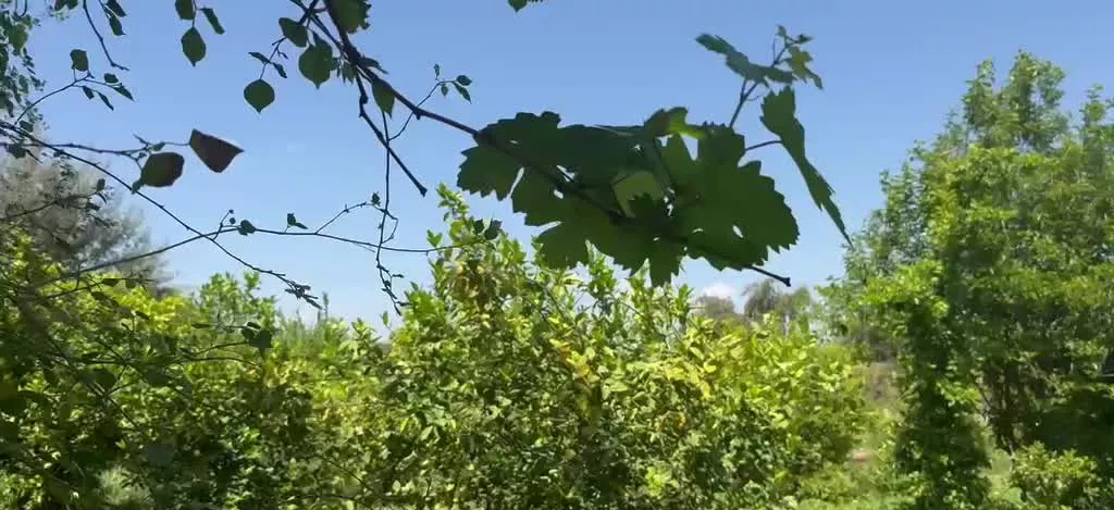 فروش باغ