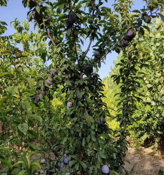 باغ (باغچه) در بهترین لوکیشن شهرری