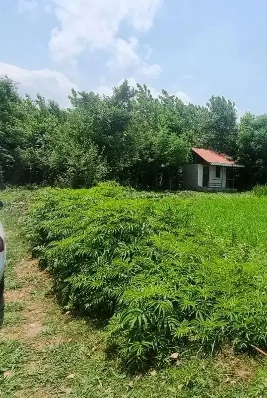 چهارقطعه زمین کامل‌مسکونی،دهبنه،کاسبی،۲۵۰تا۳۶۸متر
