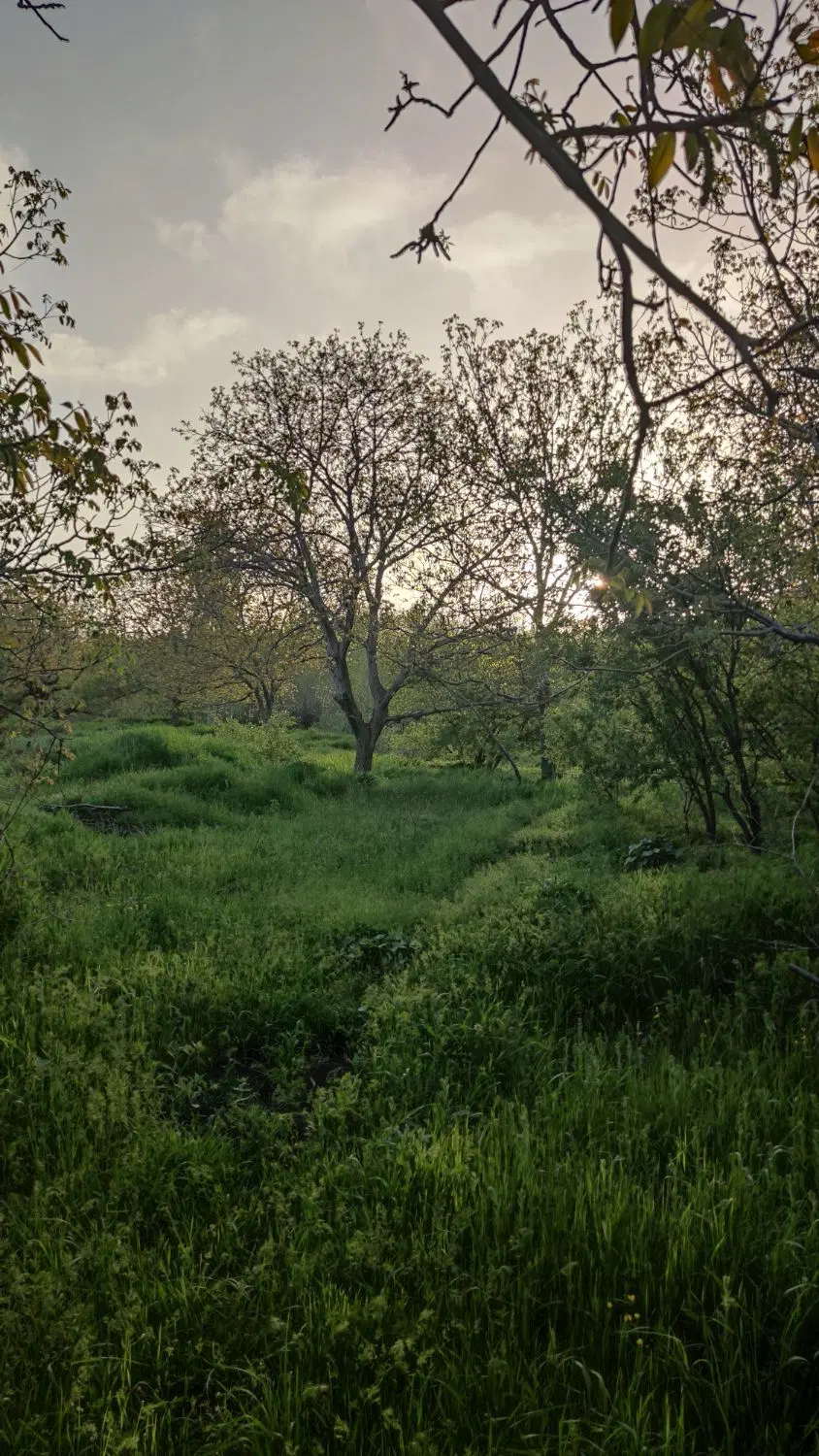 باغ روستای خرمازرد